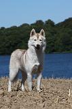 SIBERIAN HUSKY 533